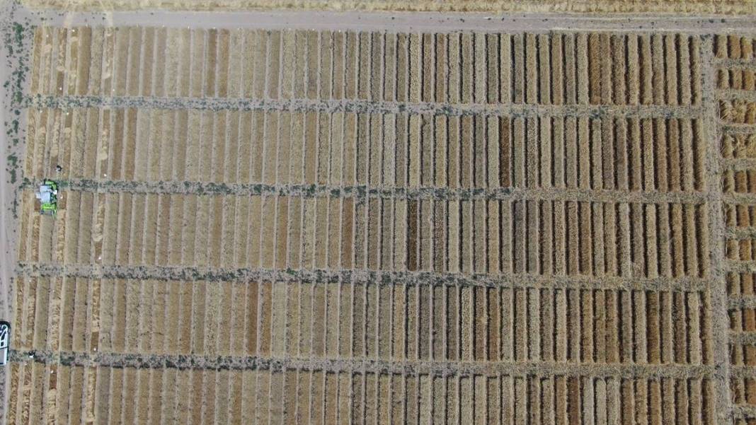 Dünyanın gözü Türkiye'deki bu tarlada! Adım adım yaklaşan felakete çözüm olabilir 17